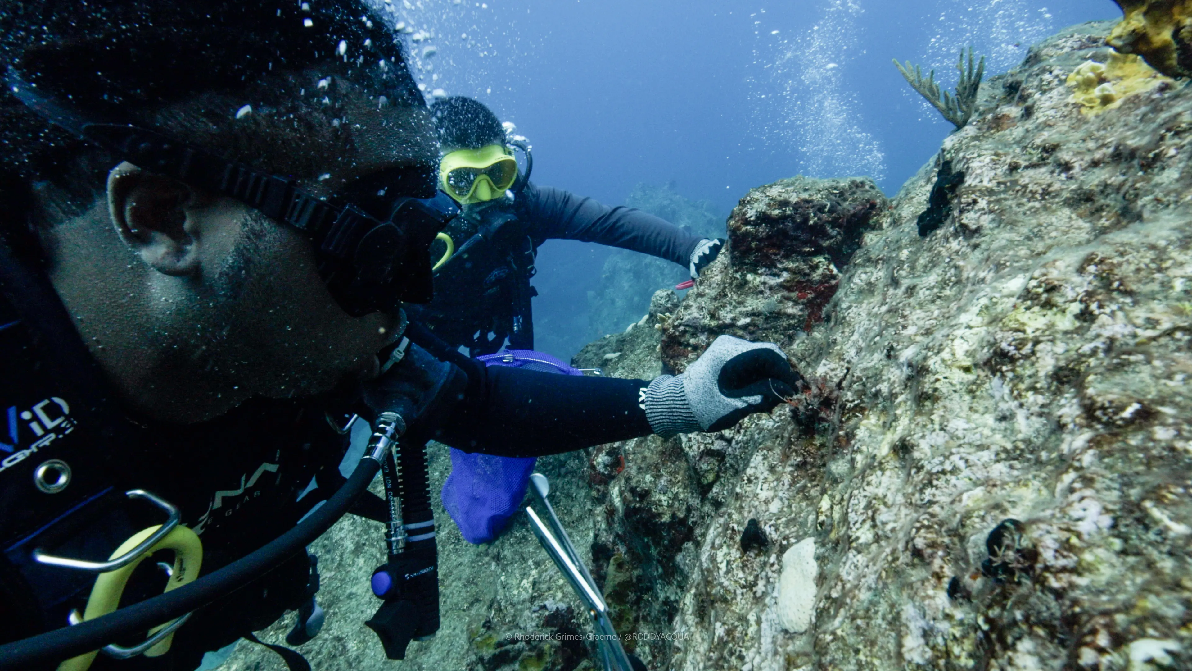 ABOT volunteer divers on a reef clean