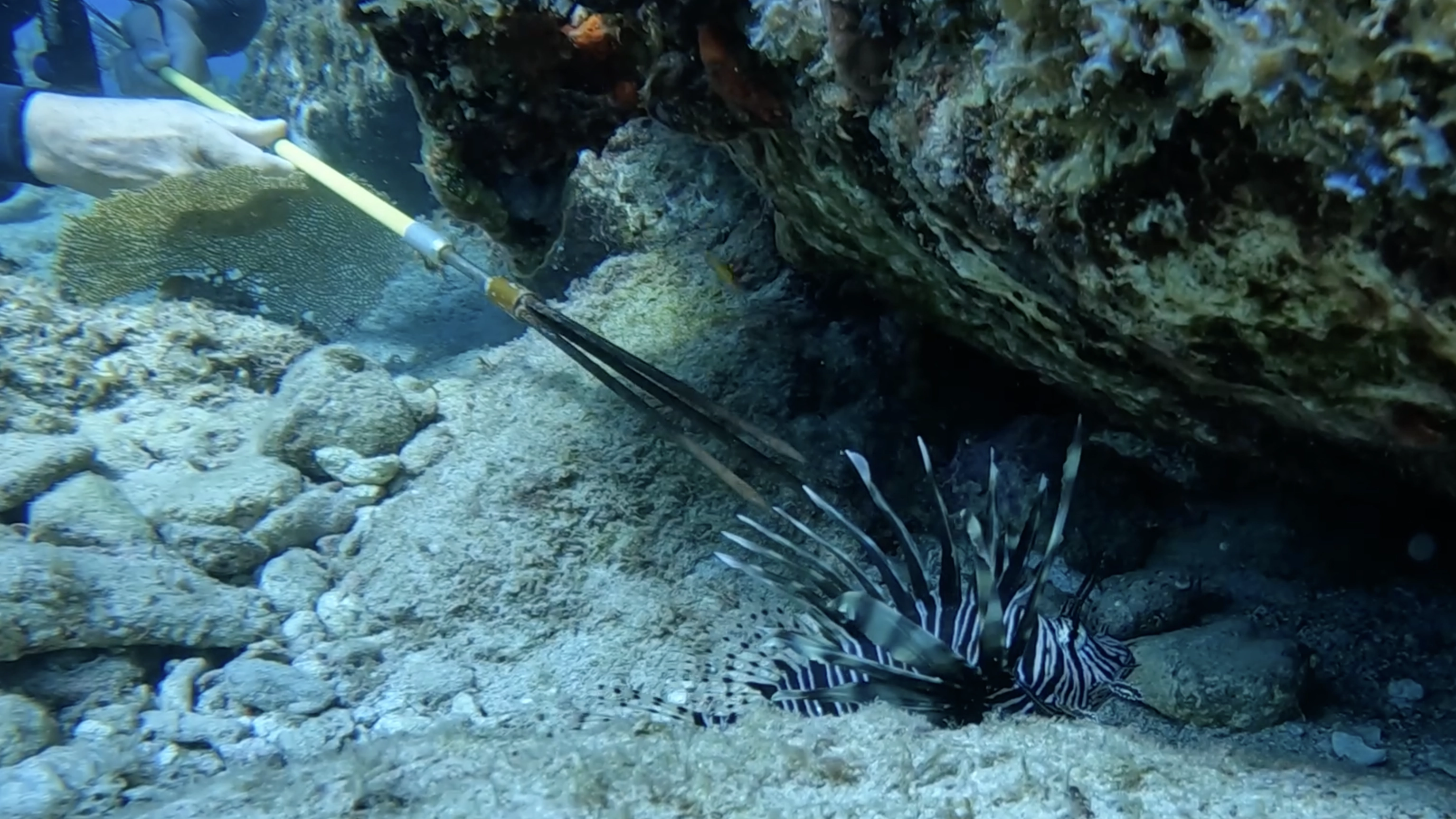 Diver targeting invasive lionfish on the reef with a spear