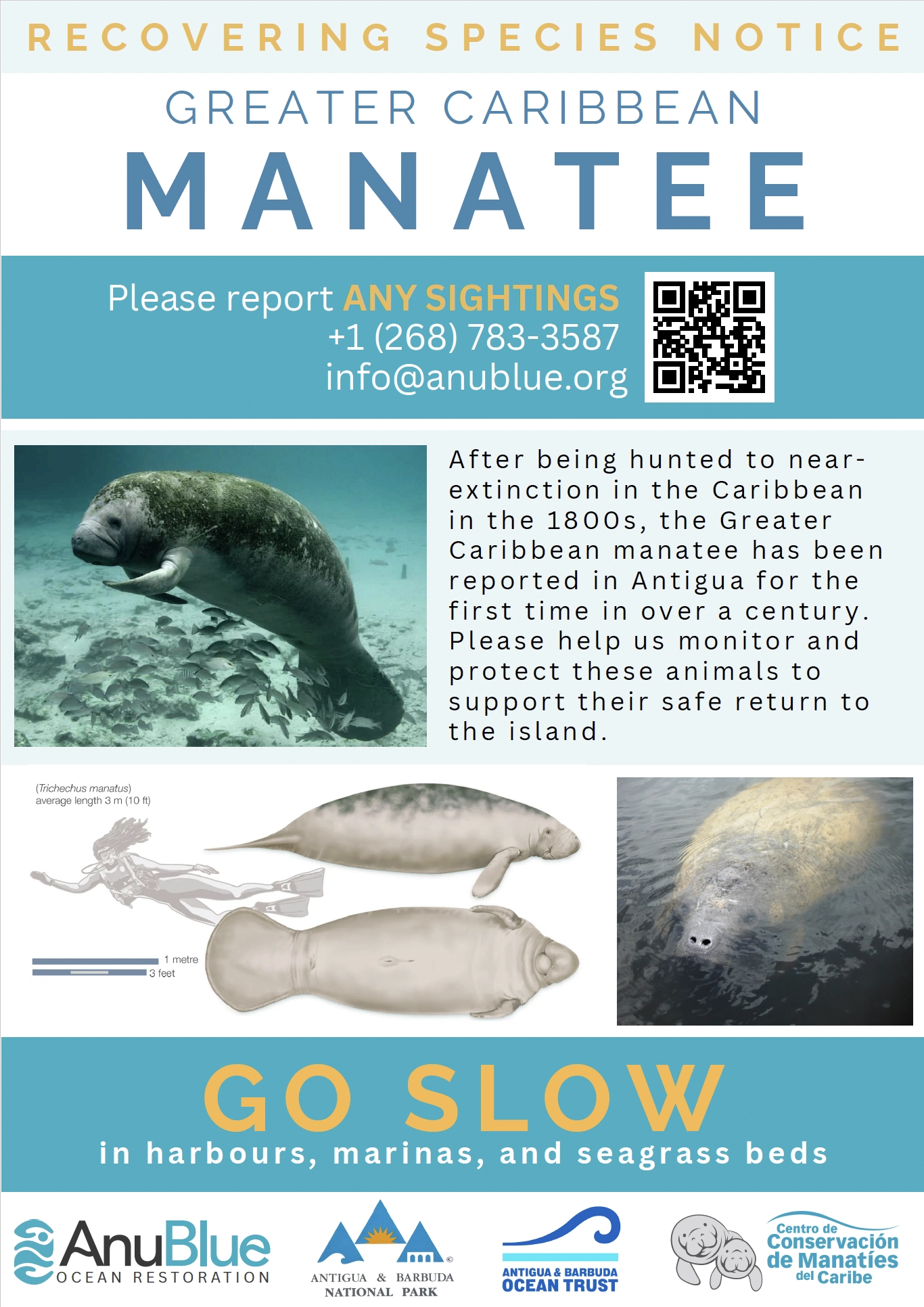 Greater Caribbean Manatee awareness poster