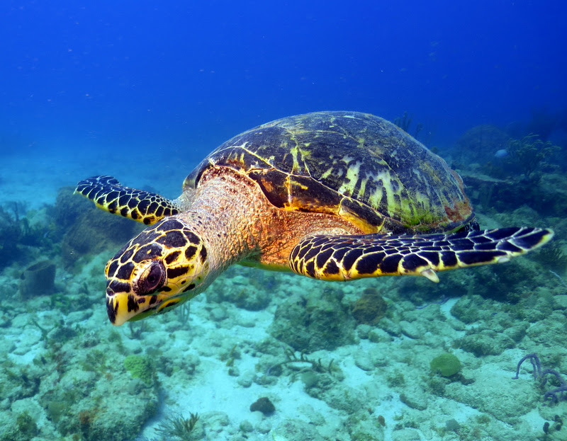 Sea Turtles - Antigua & Barbuda Ocean Trust